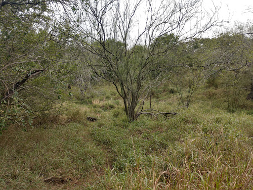 Park «Harlingen Thicket», reviews and photos, 311 E Tyler Ave, Harlingen, TX 78550, USA