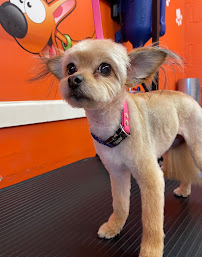 Sirias Pet Spa - Photo 1 - Car repair in Fontana, CA, Fontana