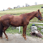 Photo n° 1 de l'avis de Guillaume.o fait le 25/10/2021 à 19:39 pour Sancy Cheval à Chastreix