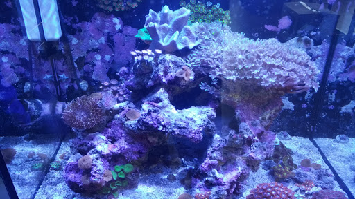 Tropical Fish Store «Aquatic Treasures», reviews and photos, 2533-A Vandalia St, Collinsville, IL 62234, USA