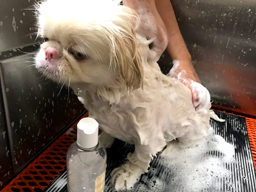 Pet Supply Store «Unleashed by Petco», reviews and photos, 3300 Lakeshore Ave, Oakland, CA 94610, USA