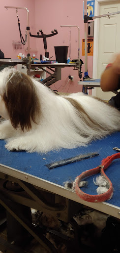 Pet Groomer «Furry Tails Pet Grooming», reviews and photos, 865 Cypress Pkwy, Poinciana, FL 34759, USA