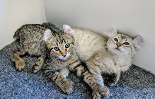 Pet Store «Sand Bar Pet Shop», reviews and photos, 25571 Marguerite Pkwy, Mission Viejo, CA 92692, USA