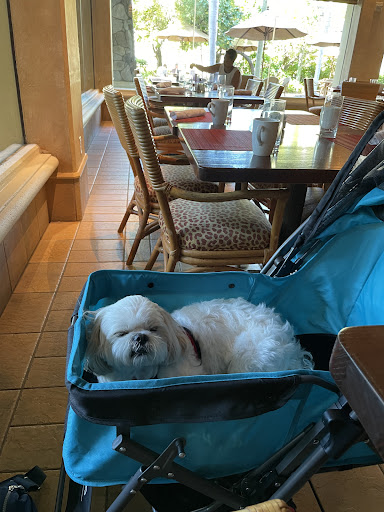 Pet Store «DipidyDawg Gourmet Dog Bakery & Boutique», reviews and photos, 21301 S Tamiami Trail Suite 430, Estero, FL 33928, USA