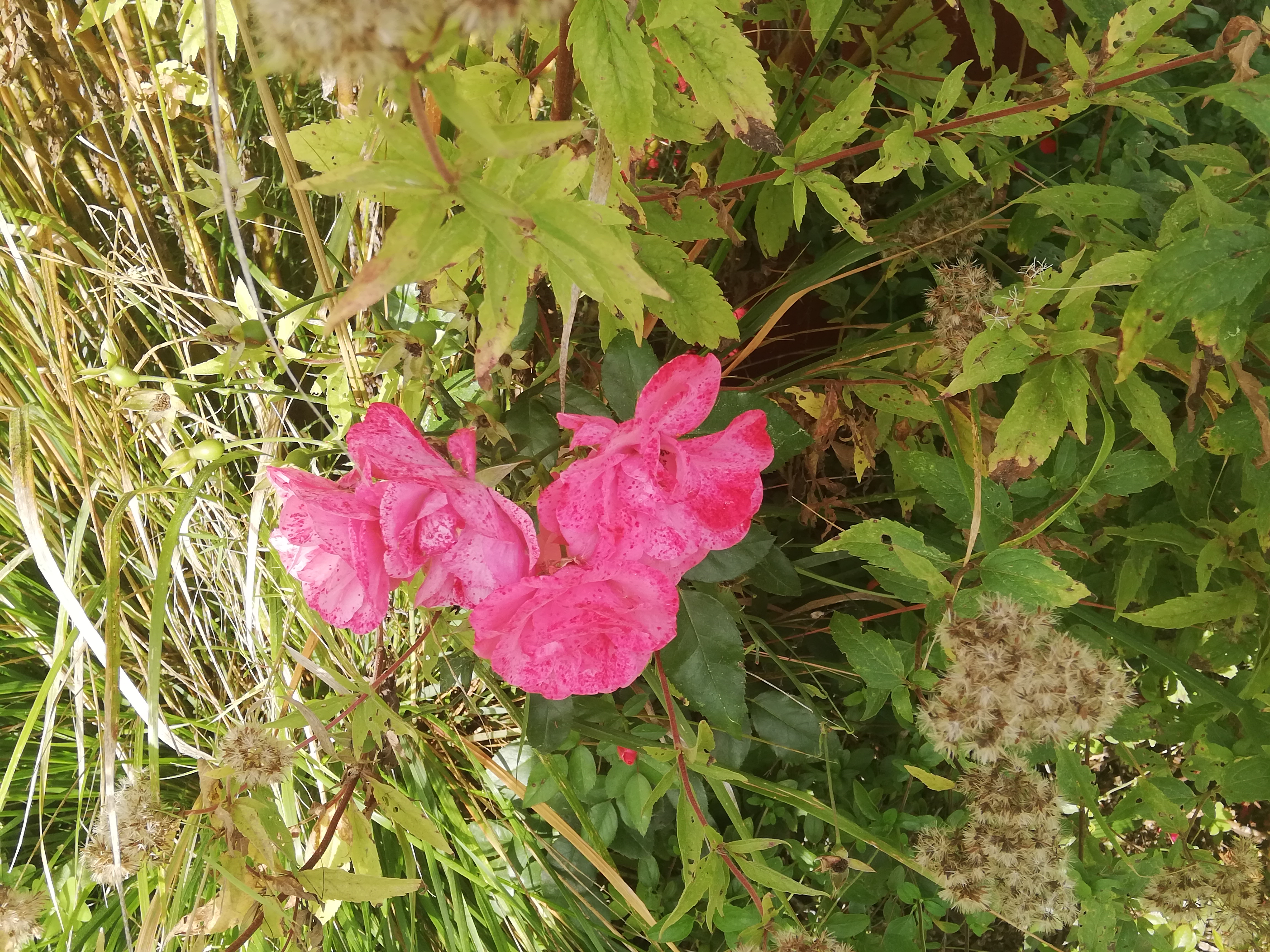Photo n° 16 de l'avis de Elma. fait le 04/10/2021 à 01:45
