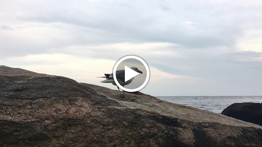 Nature Preserve «Meigs Point Nature Center», reviews and photos, 1288 Boston Post Rd, Madison, CT 06443, USA