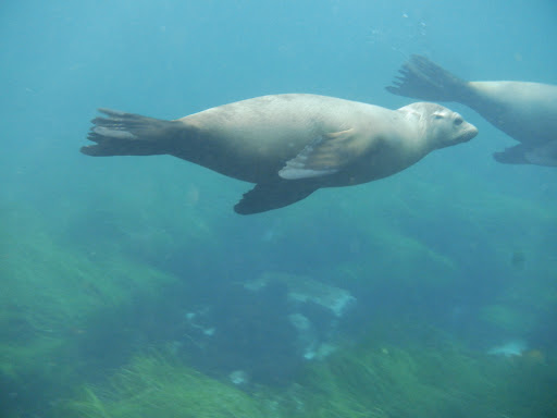 Sporting Goods Store «La Jolla Swim and Sport», reviews and photos, 1008 Torrey Pines Rd, La Jolla, CA 92037, USA