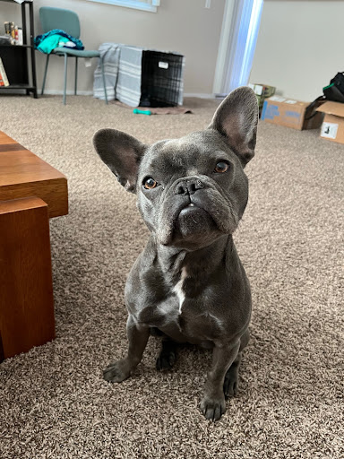 Pet Store «Animal Kingdom», reviews and photos, 5000 S Arizona Mills Cir, Tempe, AZ 85282, USA