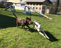SkyBlue Kennels - Photo 9 - Car repair in Austin, TX, Austin