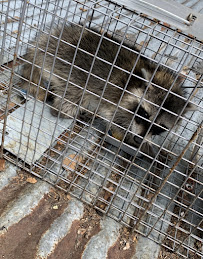 Carter's Wildlife Removal Shreveport - Photo 2 - Car repair in Shreveport, LA, Shreveport