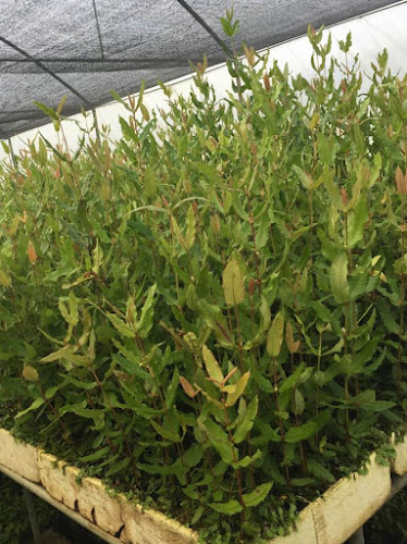 Opinii despre Vivero Plangen în Panguipulli - Centro de jardinería