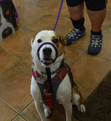 Pet Supply Store «The Natural Pet Enrichment Center», reviews and photos, 6720 Royalton Rd, North Royalton, OH 44133, USA