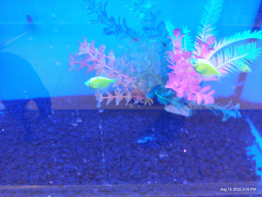 Pet Supply Store «Pet Supplies Plus», reviews and photos, 7315 Mentor Ave, Mentor, OH 44060, USA