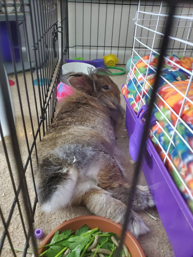 Pet Store «All Pets Club», reviews and photos, 405 Queen St, Southington, CT 06489, USA