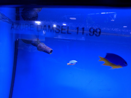 Pet Store «Coral Reef Pet Center», reviews and photos, 7723 W Lawrence Ave, Norridge, IL 60706, USA