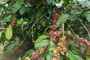 Greenway Coffee Island plantation tour image