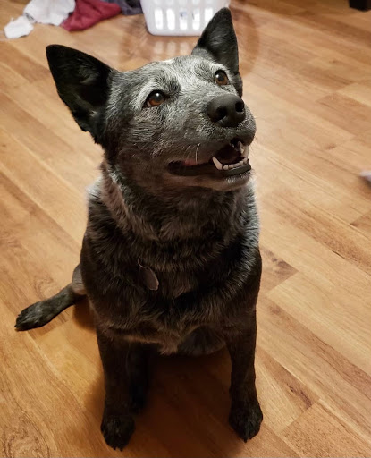 Pet Store «Healthy Pets Mountain West», reviews and photos, 2352 Fort Union Blvd, Cottonwood Heights, UT 84121, USA