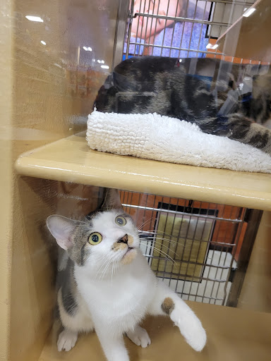 Pet Supply Store «PetSmart», reviews and photos, 948 Springfield Rd, Union, NJ 07083, USA