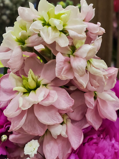 Grocery Store «Safeway», reviews and photos, 500 Cleveland Ave SE, Tumwater, WA 98501, USA