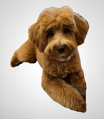 Groom Guru Natural Dog Spa & Daycare