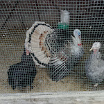 Photo n°29 de l'avis de Kiss.i fait le 06/11/2018 à 13:25 sur le  La Vecchia Collina à Sant'Eusanio del Sangro