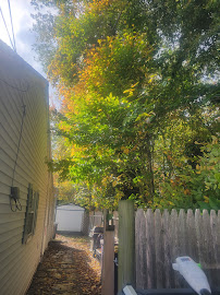 Home Shield Pest & Lawncare - Photo 6 - Car repair in , Boston