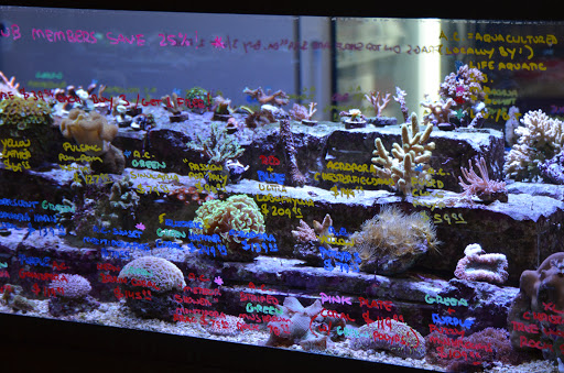 Tropical Fish Store «Life Aquatic», reviews and photos, 9 South Ave, New Canaan, CT 06840, USA