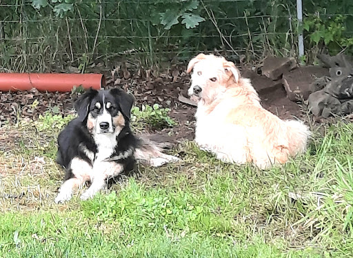 Tierärztliche Gemeinschaftspraxis Blohm/Dieterich unter Hohnstorf, Niedersachsen