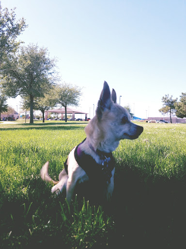 Park «Goynes Park», reviews and photos, 3909 W Washburn Rd, North Las Vegas, NV 89031, USA