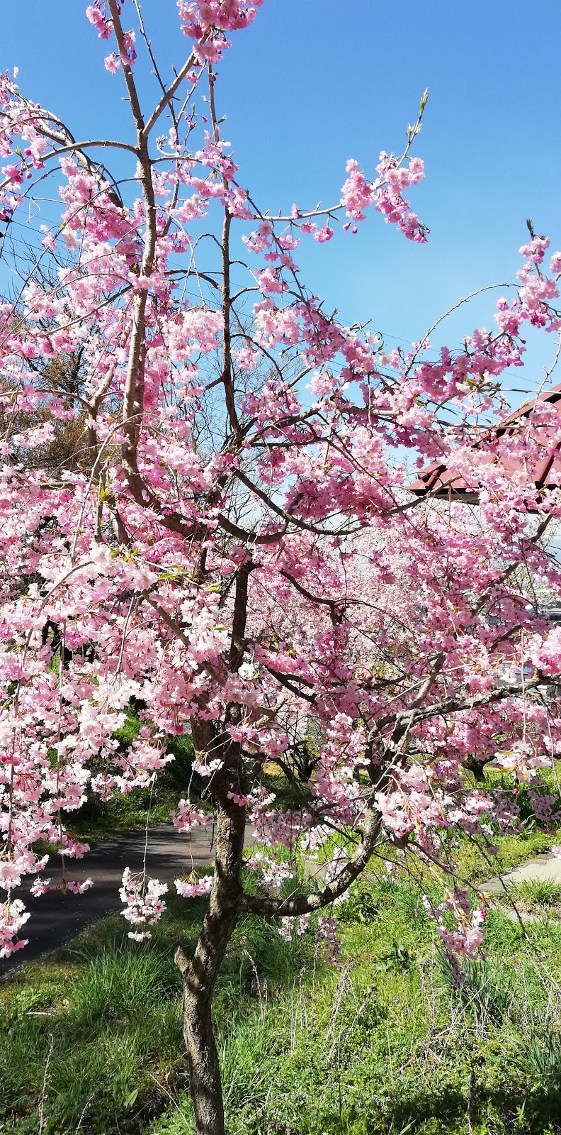 東山公園