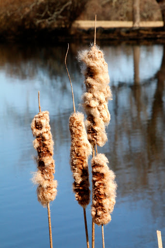  «Mt Hope Farm», reviews and photos, 250 Metacom Ave, Bristol, RI 02809, USA