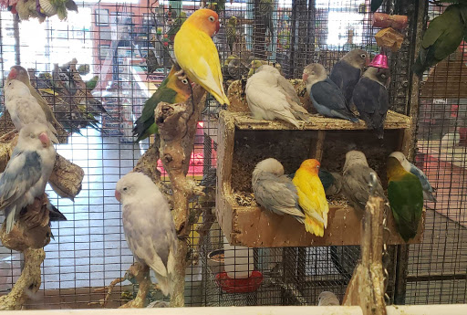 Bird shops Phoenix