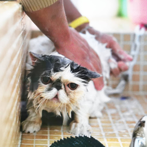 Dado Centro Veterinario en Murcia