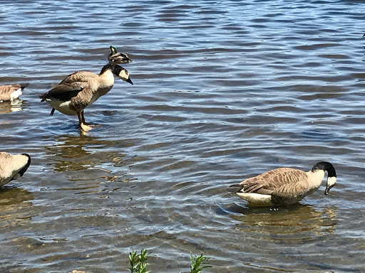 Park «D.W. Field Park», reviews and photos, D W Field Pkwy, Brockton, MA 02301, USA