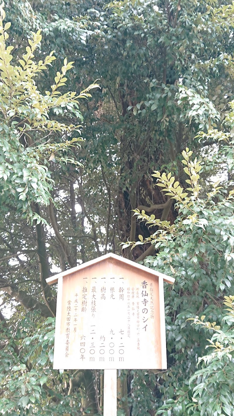 香仙寺のシイ