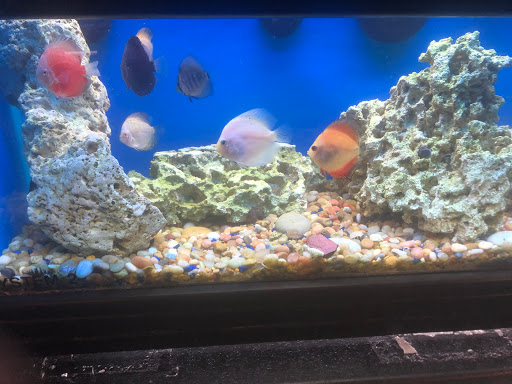 Pet Store «Pets Plus Inc», reviews and photos, 2610 Jefferson Davis Hwy, Stafford, VA 22554, USA