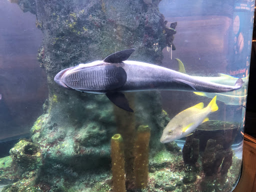 Aquarium «The River Center», reviews and photos, 805 US-1, Jupiter, FL 33477, USA