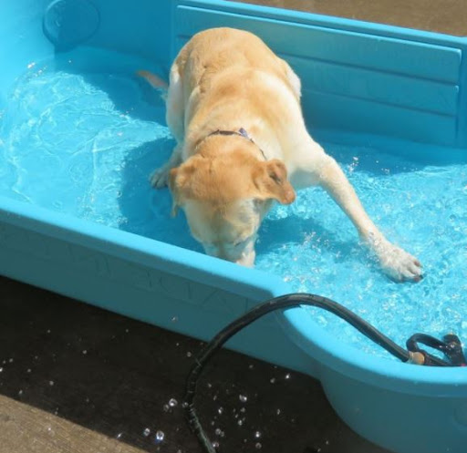 Dog Day Care Center «Pet Me Scratch Me», reviews and photos, 2551 E Main St, Onalaska, WI 54650, USA