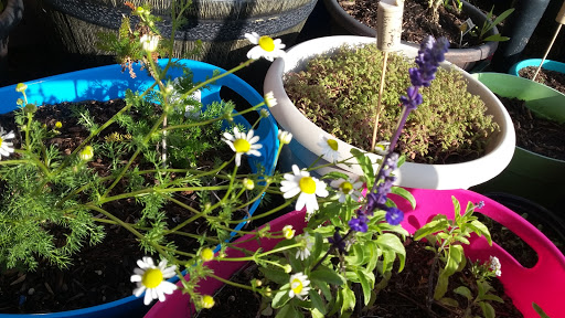 Book Store «Pipe & Thimble Bookstore», reviews and photos, 24830 Narbonne Ave, Lomita, CA 90717, USA