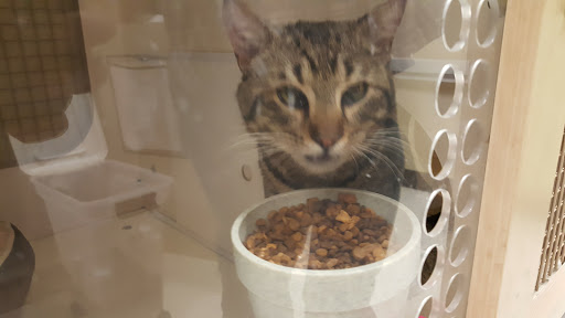 Pet Supply Store «Petco Animal Supplies», reviews and photos, 30 Veterans Memorial Hwy, Commack, NY 11725, USA