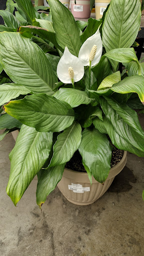 Green Acres Nursery & Supply image