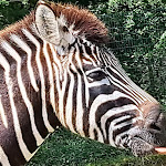 Photo n° 5 de l'avis de Marc.u fait le 04/05/2024 à 15:15 pour Planète Sauvage à Port-Saint-Père