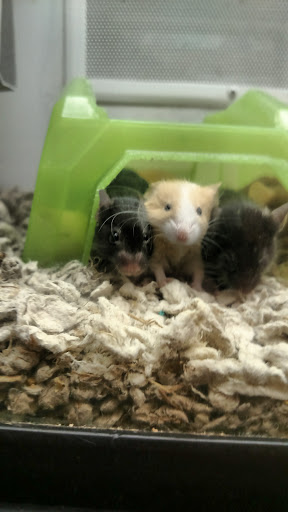 Pet Supply Store «Petco Animal Supplies», reviews and photos, 244 Pioneer Trail, Chaska, MN 55318, USA