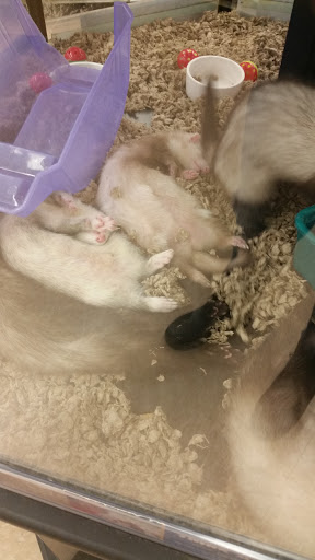 Pet Supply Store «Petco Animal Supplies», reviews and photos, 244 Pioneer Trail, Chaska, MN 55318, USA