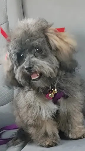 Pet Supply Store «PetSmart», reviews and photos, 1321 W Craig Rd, North Las Vegas, NV 89032, USA