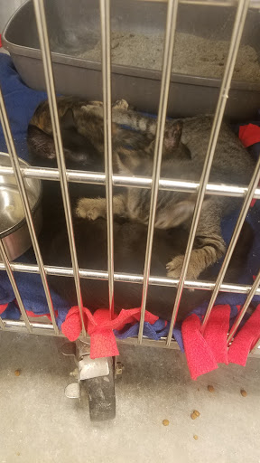 Pet Supply Store «PetSmart», reviews and photos, 10625 N Oracle Rd, Oro Valley, AZ 85737, USA