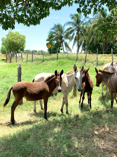 Rancho Alegre (Caballos y Ponys)