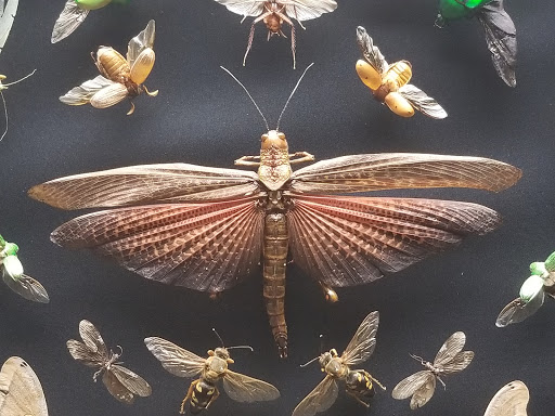 Museum «Texas Memorial Museum», reviews and photos, 2400 Trinity St, Austin, TX 78705, USA