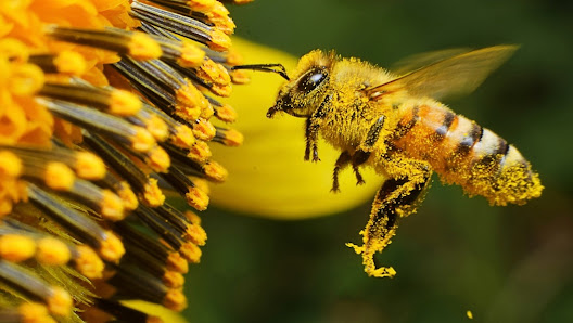 Bijenkorf koninginnenbrij propolis stuifmeel bijengifzalf Korteweg 5, 8560 Wevelgem, Belgique