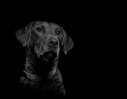 Diggety Dog Pet Photography